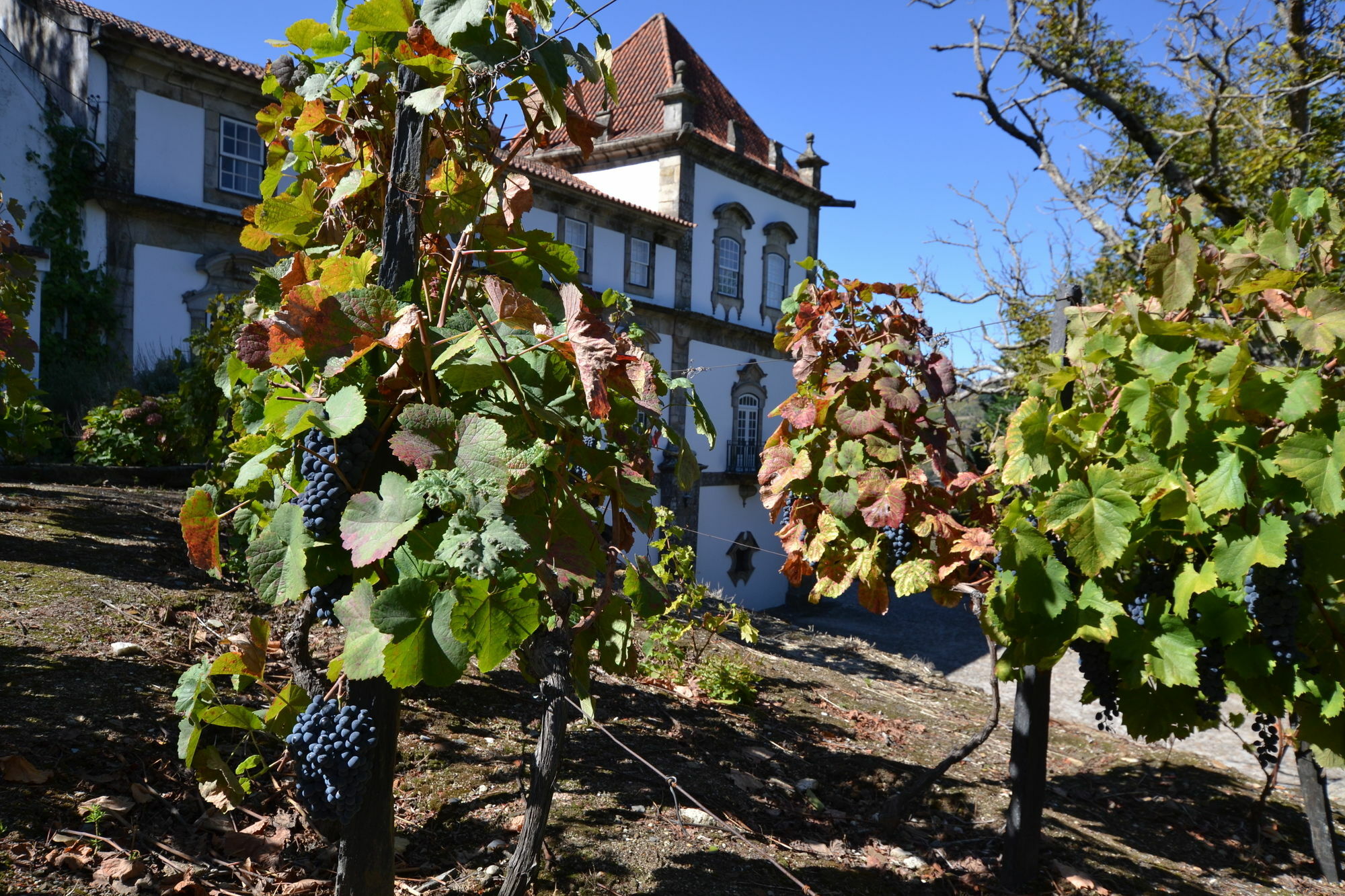 Casa Das Torres De Oliveira Mesão Frio Eksteriør billede